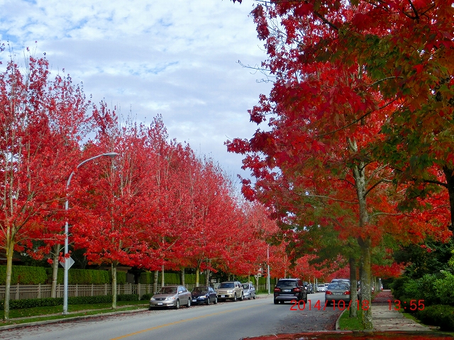 18 紅葉した街路樹.jpg