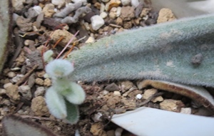 カランコエ属のツキトジの葉ざしとミロッティの挿し木 狭い庭を花いっぱいにする育て方 楽天ブログ