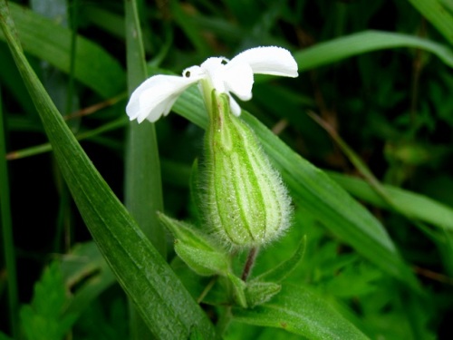 道ばたで咲いていたマツヨイセンノウの白い花 マツヨイセンノウの花は 宵を待って夕方から花が咲き朝には閉じます 北海道での自然観察 その3 しろうと自然科学者の自然観察日記 楽天ブログ