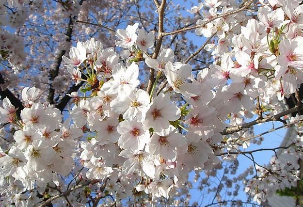 紀友則 ひさかたの光のどけき春の日にしづ心なく花の散るらむ うたのおけいこ 短歌の領分 楽天ブログ