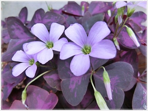 花は オキザリス 紫の舞 バッタが生まれた 花瓶のバラその後 猫達の様子 猫達と四季の花 楽天ブログ