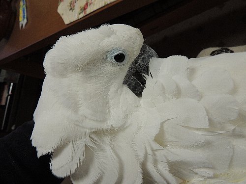 タイハクオウム タイハクオウムのマリリン達と田舎で暮す日々 楽天ブログ