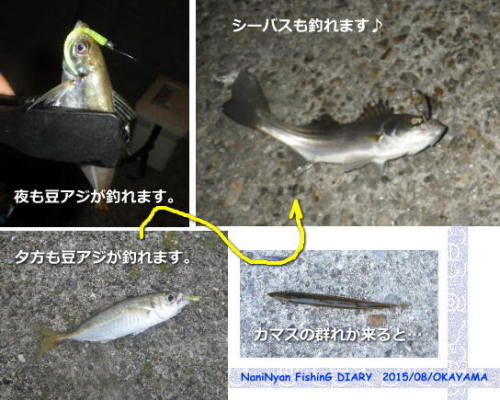岡山県の下津井周辺で 超豆アジが釣れてます W 何がニャンでも ルアーフィッシング日記 楽天ブログ