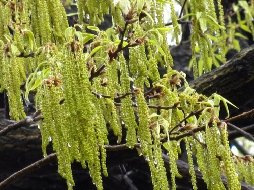 クヌギの木に緑色の実を見つけました クヌギは4月に花が咲き翌年の秋に実が熟します これは 秋には熟す2年目の若い実のようです しろうと自然科学者の自然観察日記 楽天ブログ