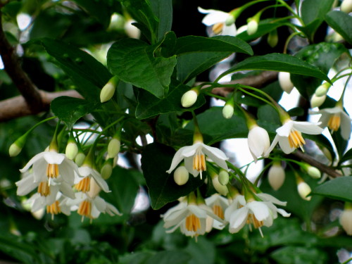 今日見た 木の花 特集です エゴノキ ケカマツカ コデマリ シャリンバイ ブルーベリー マユミ ヤマウルシ それと ヤマモミジの実 しろうと自然科学者の自然観察日記 楽天ブログ