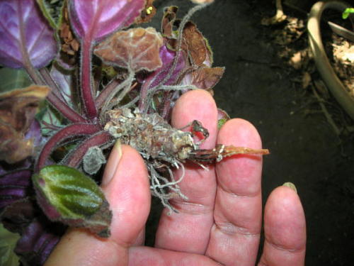セントポーリアの植え替え 更新 です グリーンアンドフラワー 楽天ブログ