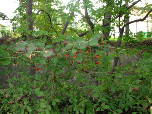 コマユミの実を見つけました コマユミは ニシキギの品種です コマユミの名は マユミに比べて葉も樹高も小さいことから しろうと自然科学者の自然観察日記 楽天ブログ