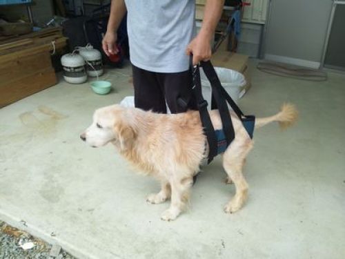 もう少し 老犬ホーム 運営日記 楽天ブログ
