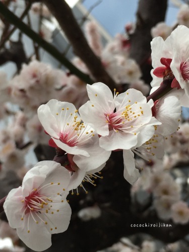 桜が咲いた 桜と梅の違いって ここちよい時間 楽天ブログ