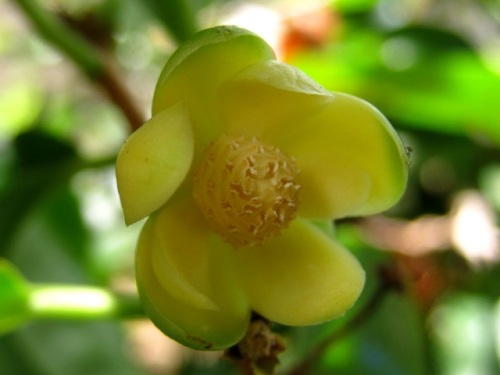 サネカズラの花が咲いています 雄花と雌花を観察してみました なお 雄花とも雌花とも思えない花が咲いていました 引き続き観察し調べてみようと思います しろうと自然科学者の自然観察日記 楽天ブログ