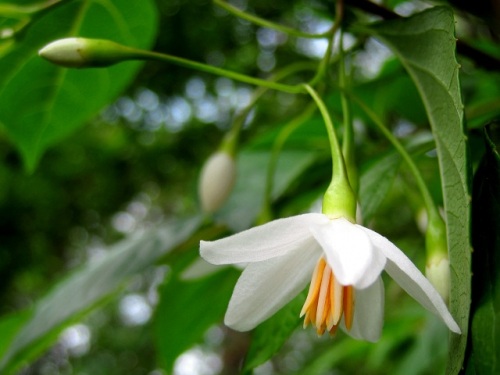 エゴノキの花 虫こぶ エゴノネコアシ エゴノキの実 自然観察の振り返り その81 しろうと自然科学者の自然観察日記 楽天ブログ