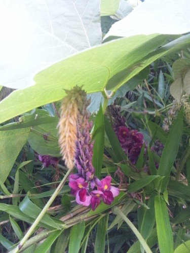 葛 くず の花は 葡萄に似た香り 心と体と地球のための穀物菜食レストラン 銀河のほとり 楽天ブログ