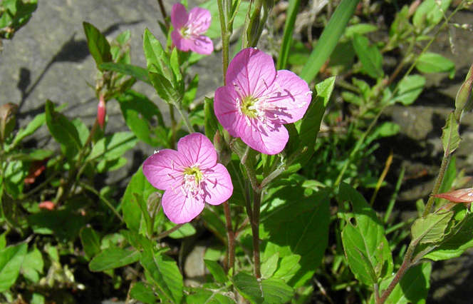 可愛い雑草の花 続々 ゆったりロード 南浅川 散歩 楽天ブログ