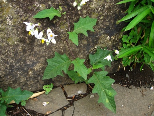 ワルナスビの花が咲き始めました 茎や葉に鋭いとげが多いうえ よく繁殖し 除草剤も効きにくく 一度生えると駆除しにくい始末の悪い帰化植物です しろうと自然科学者の自然観察日記 楽天ブログ