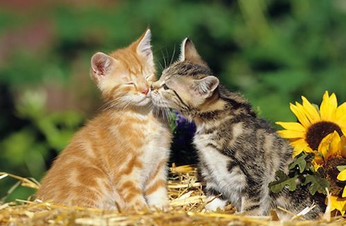 猫のキス.jpg