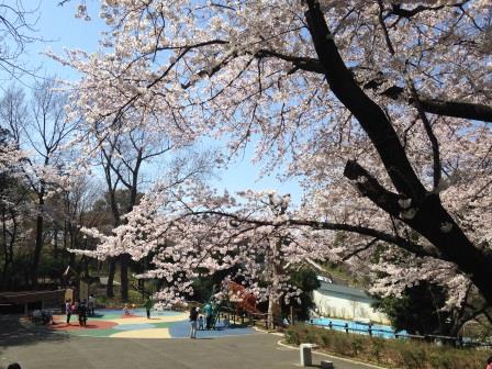 どこもかしこもサクラ 桜 さくら チャチャコママ 楽天ブログ