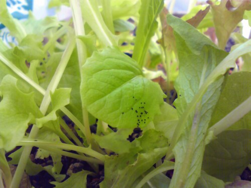 またカビが生えたぁ こうめまま のベランダ菜園 楽天ブログ