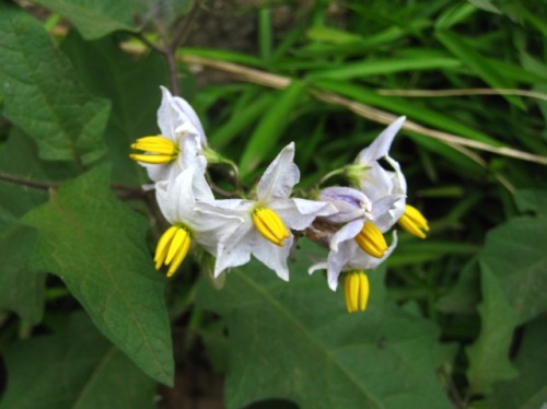 ワルナスビの花が咲いています ワルナスビ 悪茄子 の名は 茎や葉に鋭い刺が多いうえ 地下茎や種子でよく繁殖し 一度生えると駆除しにくいという始末の悪さから しろうと自然科学者の自然観察日記 楽天ブログ
