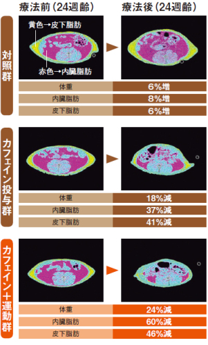 カフェインの効能.jpg