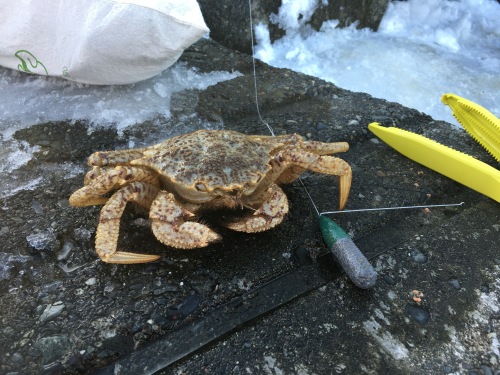 北の釣りシーズンイン 想いのままに 楽天ブログ