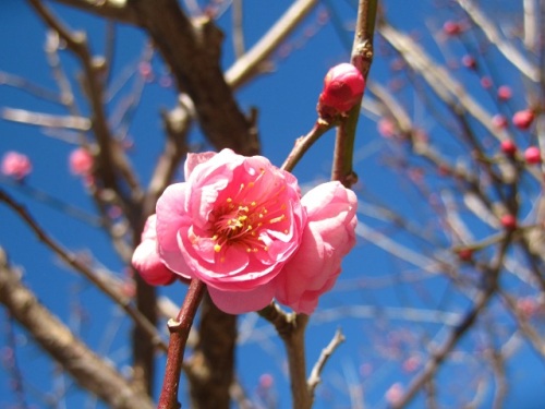 ウメの花が咲いていました 江戸のころは三つの花 梅 桜 桃 を花見 梅見 桜見 桃見 と言ったそうです しろうと自然科学者の自然観察日記 楽天ブログ