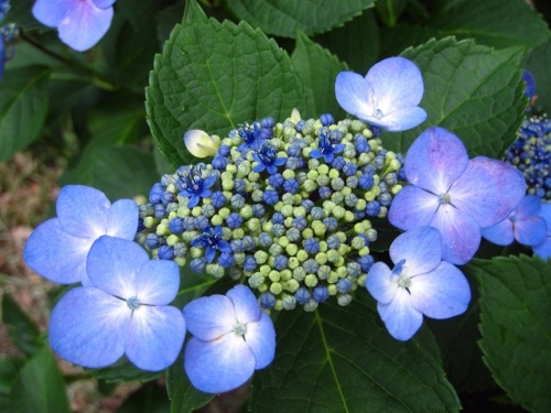 アジサイの花の季節になりました アジサイの装飾花と両性花を観察してみました 萼片と花びらは4枚のものと5枚のものがあり 枚数は連動しているようです しろうと自然科学者の自然観察日記 楽天ブログ