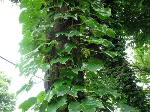 ツタの花を初めて見つけました ブドウ科の植物なので ノブドウやヤブカラシと同じ雄性先熟で 花の形も似ています しろうと自然科学者の自然観察日記 楽天ブログ