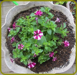 サフィニア ペチュニアの花芯の違いが美しいです 狭い庭を花いっぱいにする育て方 楽天ブログ