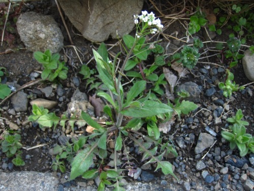 ナズナの花が一斉に咲き出しました ナズナは春の七草の一つで 薬草として利尿 解熱 止血の効能があるそうです しろうと自然科学者の自然観察日記 楽天ブログ