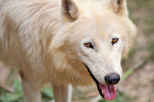 もののけ姫 モロと呼ばれたよ クラりん カナたん日記 楽天ブログ