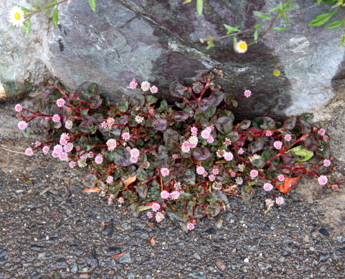 石垣に生える花 バラと可愛い花たち 楽天ブログ