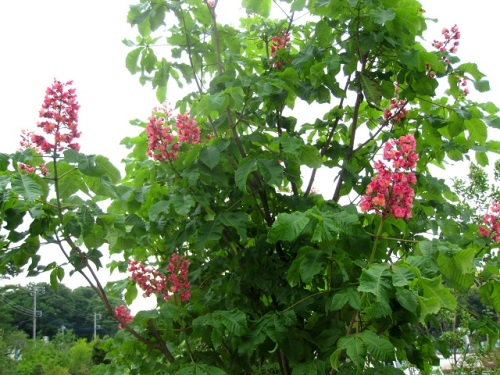 甘い香りに誘われて近づいて見ると ベニバナトチノキの花とミカンの花が咲いていました しろうと自然科学者の自然観察日記 楽天ブログ