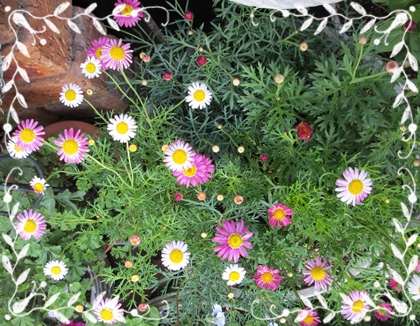 小さいマーガレットが咲きだしました 狭い庭を花いっぱいにする育て方 楽天ブログ