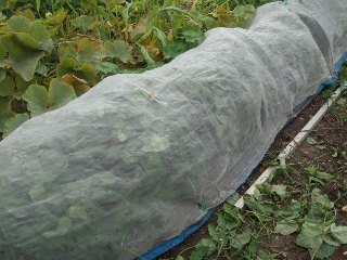 無農薬のエダマメ栽培なら防虫ネットトンネルマルチ栽培が良いかも 家庭菜園デザインノート 楽天ブログ