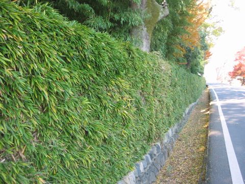 生垣の方の 桂垣 が 門外漢のねごとたわごとひとりごと 楽天ブログ