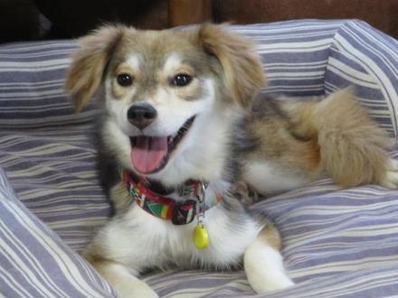 東武動物公園駅付近で迷子の犬を探してます クラりん カナたん日記 楽天ブログ