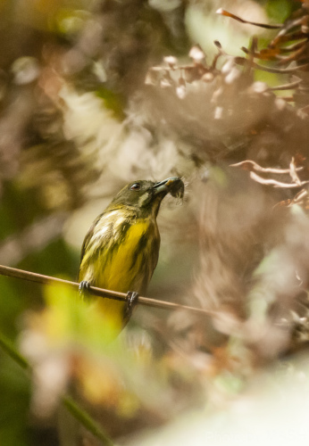 マレーシア ペナンの野鳥たち 抜粋 鳥撮り夫婦の 野鳥写真 ブログ 週末限定鳥見の世界 Weblog Of Bird Photo By Birding Couple 楽天ブログ