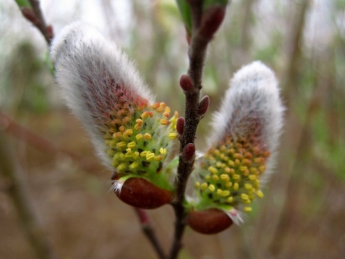 ネコヤナギの花が咲いています ヤナギは観賞用に雄株が栽培されることが多いそうで やはり雄花でした 雄花の特徴を観察してみました しろうと自然科学者の自然観察日記 楽天ブログ