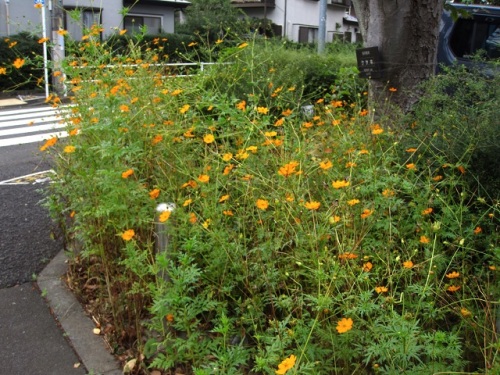 キバナコスモスの花が咲いています 花言葉は 野生美 で 園芸植物として栽培されたものが野生化して 道端や空き地で美しい花を咲かせることから名づけられたのでしょうか しろうと自然科学者の自然観察日記 楽天ブログ