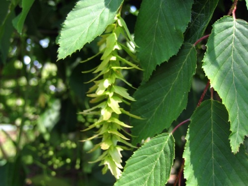 アカシデ イヌシデ クマシデの花穂が見られ モミジ カエデ の実も大きくなりました しろうと自然科学者の自然観察日記 楽天ブログ