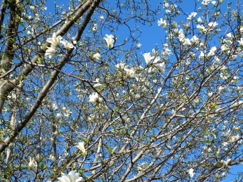 ウォーキングコースのコブシのつぼみが膨らんできました 青空一面に白い花が咲くのは 1カ月後です コブシは 立川市の 市の花 です しろうと自然科学者の自然観察日記 楽天ブログ