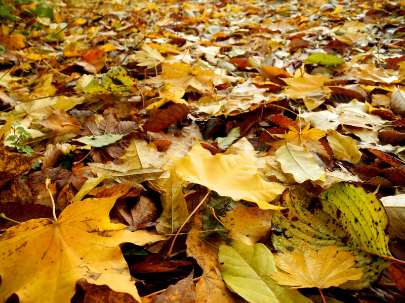 晩秋の立谷沢 庄内発 美味しい生活日記 楽天ブログ