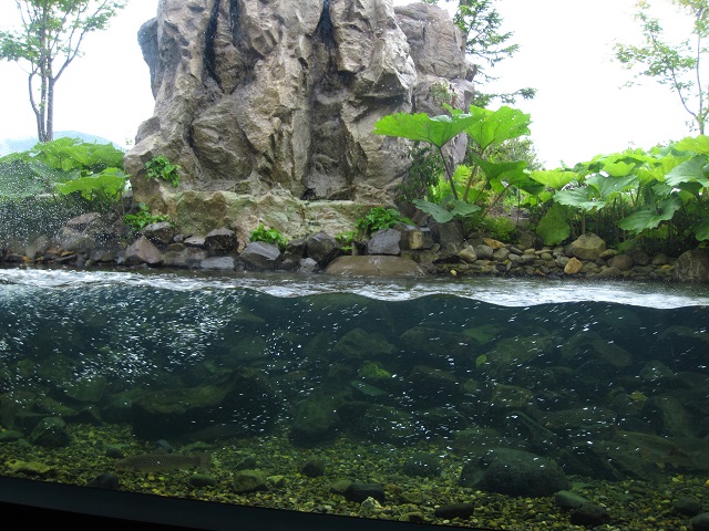 山の水族館10.JPG
