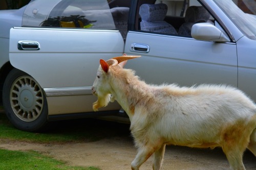 DSC_1243.jpg