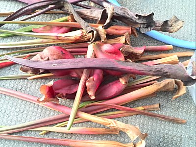 サラセニアを剪定 僕の食虫植物日記 楽天ブログ