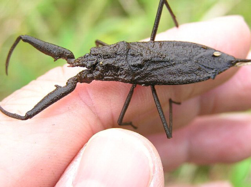 タガメとタイコウチ ヤ ン パ の ク ニ ャ ン に ょ 楽天ブログ