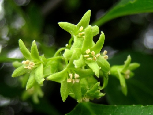 雌雄異株のツルウメモドキの花です 今年は 雄花 雌花を間近で見ることができたので 雄花の退化した雌蕊 雌花の退化した雄蕊を確認することができました しろうと自然科学者の自然観察日記 楽天ブログ