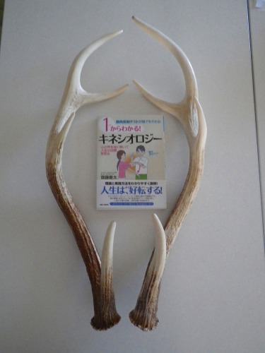IMGP0955.jpg