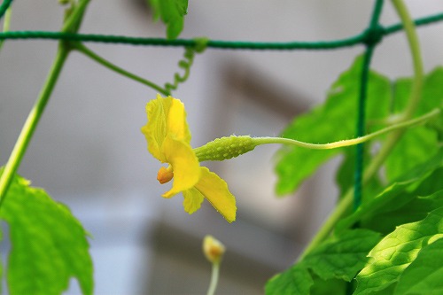 白ゴーヤ雌花1号開花 ちょびハウス 楽天ブログ