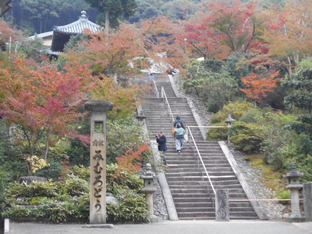 京都紅葉めぐり 三室戸寺 パッキーの窓 楽天ブログ